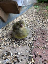 Ineens veel dode volgels in de achtertuin